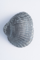 2018 De 15 talrijkste schelpen