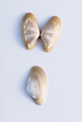 2018 De 15 talrijkste schelpen