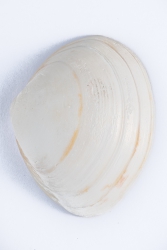 2018 De 15 talrijkste schelpen