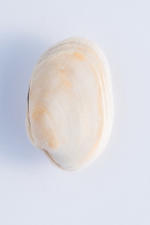 2018 De 15 talrijkste schelpen