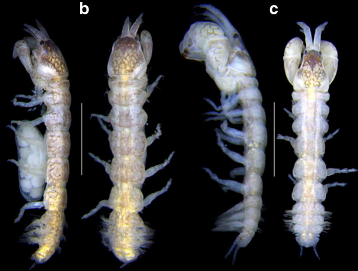 Sinelobus stromatoliticus Rishworth, Perissinotto & Błażewicz, 2018