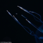 Rhopalonema velatum from Florida, western Atlantic Ocean