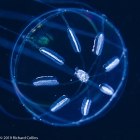 Rhopalonema velatum from Florida, western Atlantic Ocean