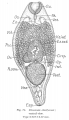 PNG file