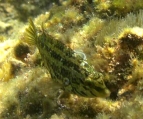 Symphodus (Crenilabrus) roissali (Risso, 1810), author: GaynorKenna