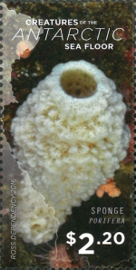 Porifera sp.
