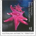 Asteroidea sp., author: Collection VLIZ