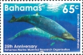 Mesoplodon densirostris