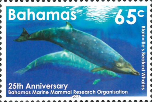 Mesoplodon densirostris Mesoplodon densirostris