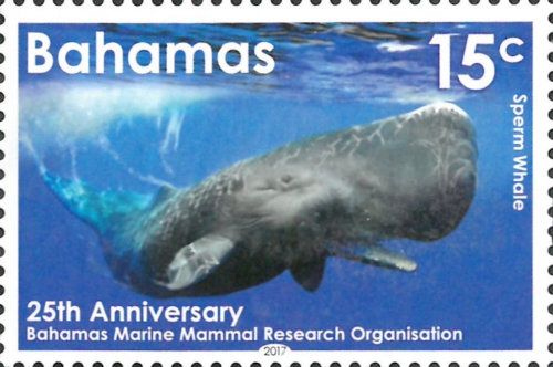 Physeter macrocephalus Physeter macrocephalus