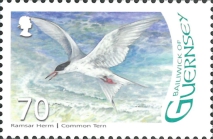 Sterna hirundo