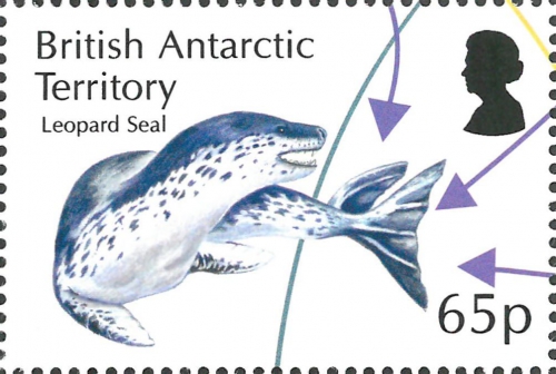 Hydrurga leptonyx Hydrurga leptonyx