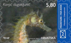 Hippocampus guttulatus