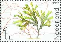 Fucus vesiculosus