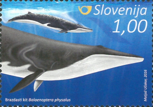 Balaenoptera physalus Balaenoptera physalus
