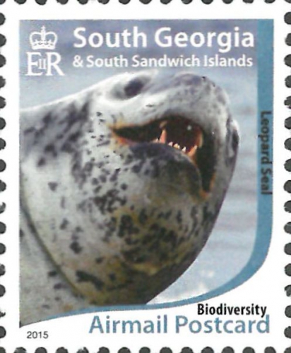 Hydrurga leptonyx Hydrurga leptonyx