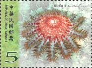 Acanthaster planci