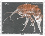 Anchiphimedia dorsalis