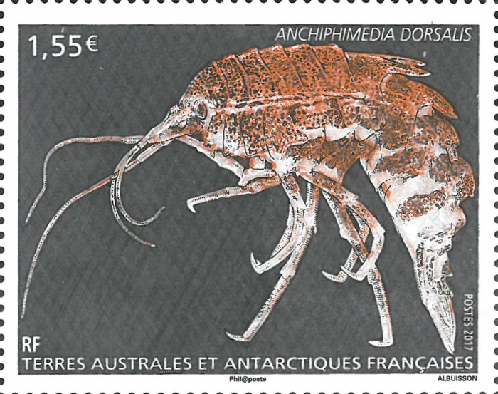 Anchiphimedia dorsalis