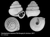 Dentisphaera maxema Pl-Gergely & Jochum, 2017, author: Pl-Gergely, Barna