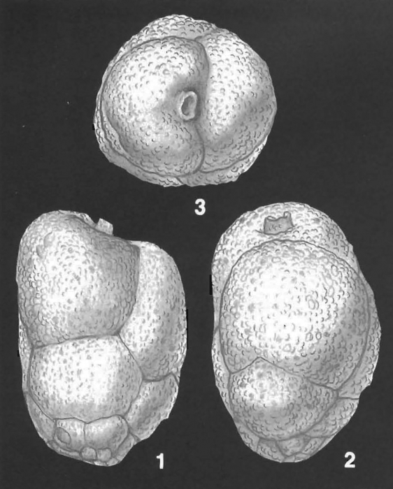 Liebusella improcera Loeblich & Tappan holotype specimen Liebusella improcera Loeblich & Tappan holotype specimen