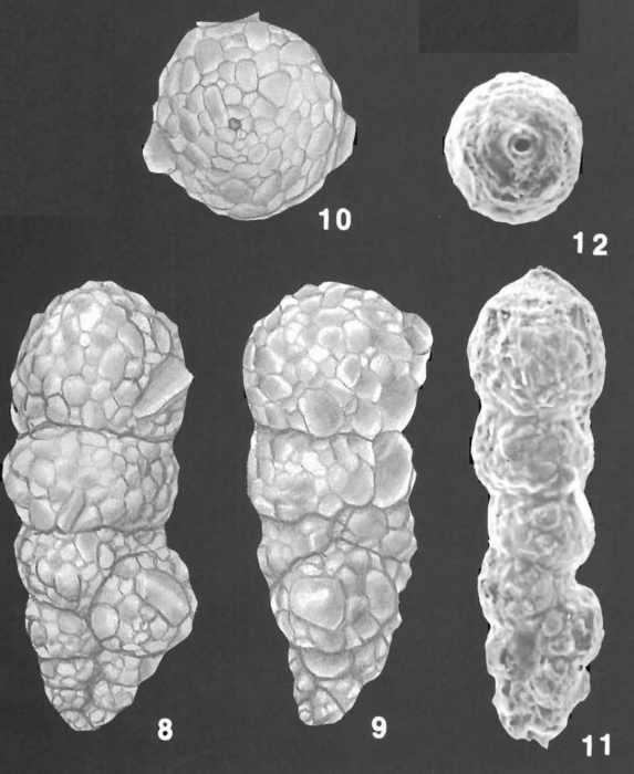 Bigenerina nodosaria d'Orbigny identified specimens Bigenerina nodosaria d'Orbigny identified specimens