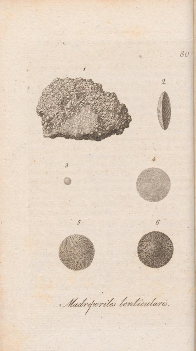 Palorbitolina lenticularis (Blumenbach, 1805) Palorbitolina lenticularis (Blumenbach, 1805)