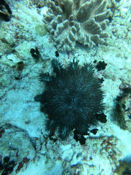 Crown-of-thorns starfish