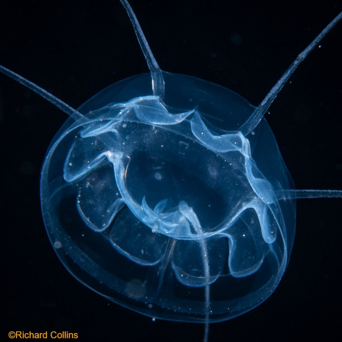 Pseudaegina rhodina medusa; Florida, western Atlantic Ocean