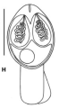 Illustration of Myxobolus baskai myxospore, author: Atkinson, Stephen
