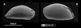 Bairdiidae from Northern Brazilian Continental shelf, author: Brand, Simone Nunes