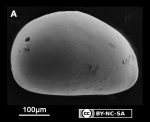 Ostracoda