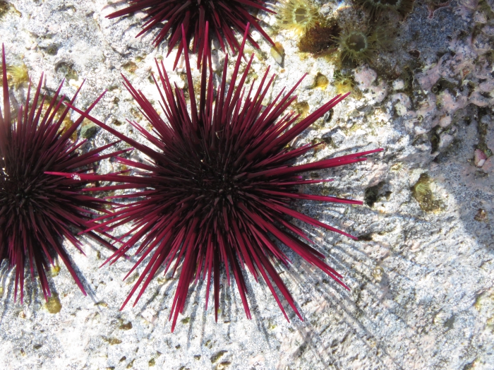 World Echinoidea Database - Photogallery