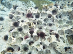 Echinoidea (sea urchins)