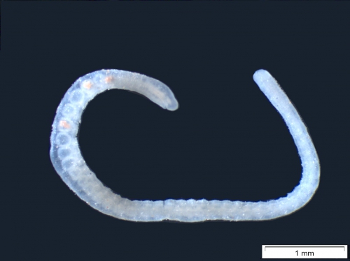 Aulodrilus japonicus (habitus) Aulodrilus japonicus (habitus)
