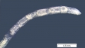 Aulodrilus pigueti (habitus)