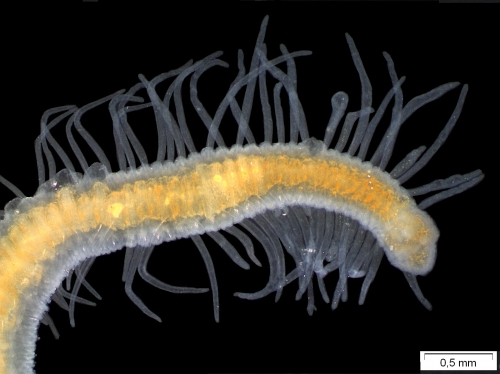 Branchiodrilus hortensis (habitus) Branchiodrilus hortensis (habitus)