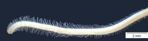 Branchiura sowerbyi (posterior gills) Branchiura sowerbyi (posterior gills)
