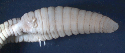 Criodrilus lacuum (genital area with spermatophores) Criodrilus lacuum (genital area with spermatophores)