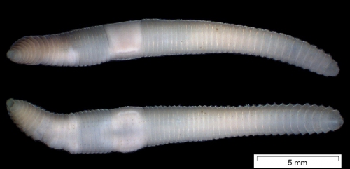 Eiseniella tetraeda (habitus) Eiseniella tetraeda (habitus)