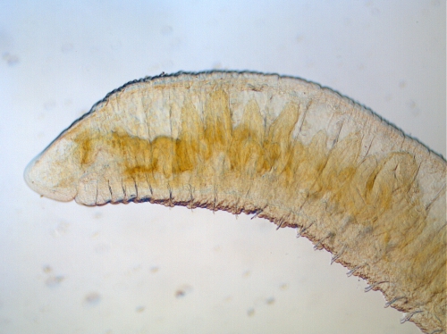 Haemonais waldvogeli (anterior) Haemonais waldvogeli (anterior)