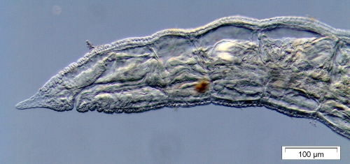 Propappus volki (anterior part) Propappus volki (anterior part)