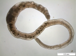 Oligochaeta