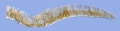 Tubifex blanchardi (anterior)