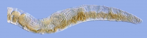Tubifex blanchardi (anterior) Tubifex blanchardi (anterior)