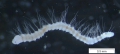Vejdovskyella comata (habitus)