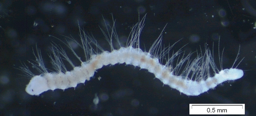 Vejdovskyella comata (habitus) Vejdovskyella comata (habitus)