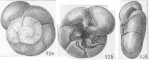 Pseudoeponides angulatus Shchedrina, 1984 holotype