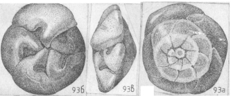 Pseudoeponides heterogeneus Shchedrina, 1984 Holotype