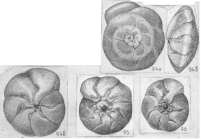 Pseudoeponides heterogeneus Shchedrina 1984 Paratypes